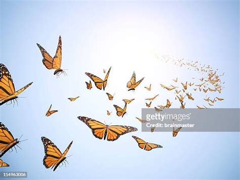 Butterfly In Flight Photos And Premium High Res Pictures Getty Images