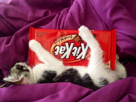 My Cat Cuddling With A Kitkat Aww