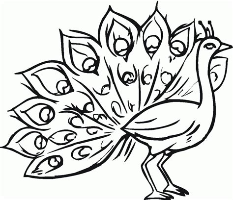Looking for some really cool peacock coloring pages? Realistic Peacock Coloring Pages | Clipart Panda - Free Clipart Images