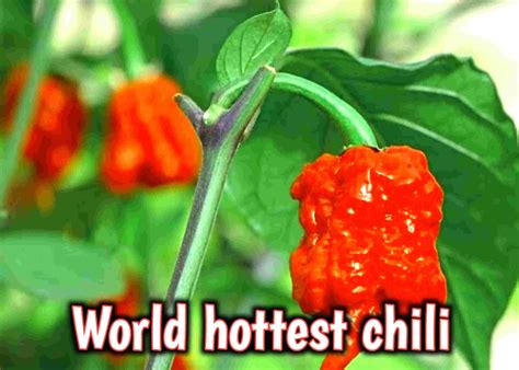 Worlds Hottest Chili 2021 Carolina Reaper 2021 Scoville Rate