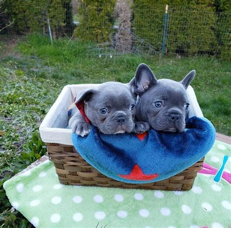 We do not have a kennel facility. French Bulldog Puppies For Sale | Texas City, TX #331760