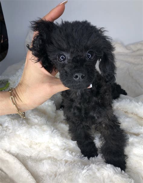 Chic Teacup Maltipoo Puppy - Rare black color! | iHeartTeacups