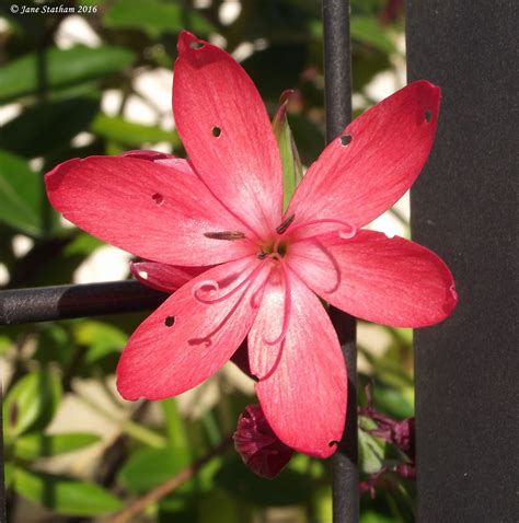 River Lily Or Crimson Flag Lily ~ Hesperantha Coccinea Flickr