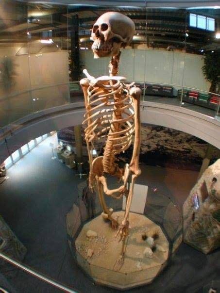 Esqueleto Gigante Expuesto Dentro De Un Museo En Estados Unidos
