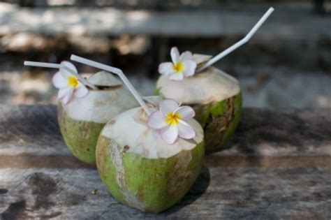 Medicinal Uses Of Coconut Tree Coconut Description Properties