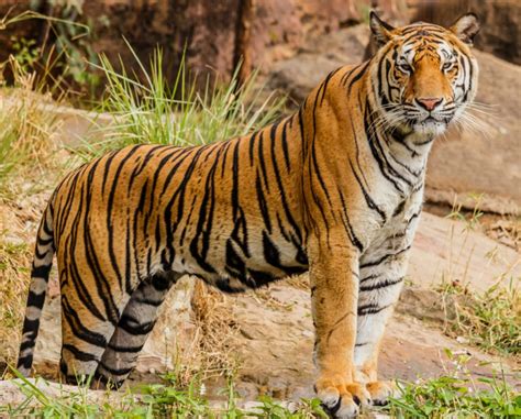 Endangered Species Tigers Blogs