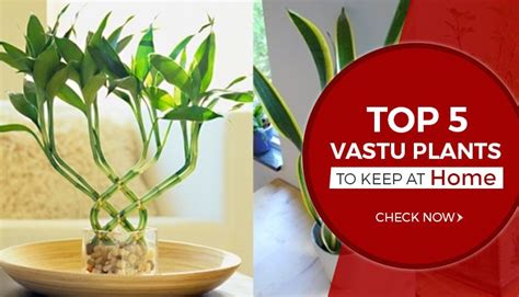 Direction of the master bedroom. Top 5 Vastu Plants to Keep in Home | Vastu Wiki