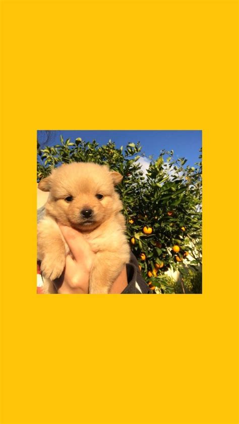 Day9yellow Naver Blog In 2020 Dog Wallpaper Iphone Cute Dog