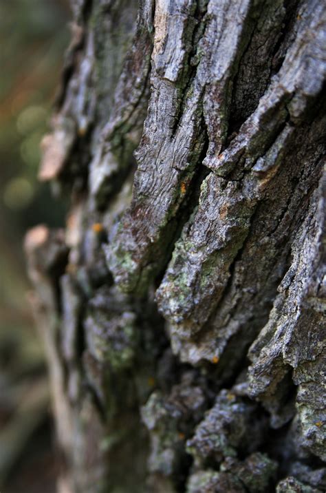 Treebarkroughbark With Cracksfree Pictures Free Image From