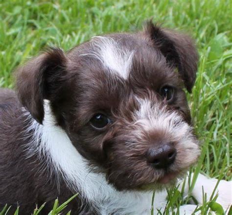 Buy mini schnauzer puppy from responsible breeders. Miniature Schnauzer - Toy Size Liver Parti Female Puppies ...