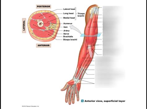 Muscles Of The Upper Limbs Ppt Diagram Quizlet