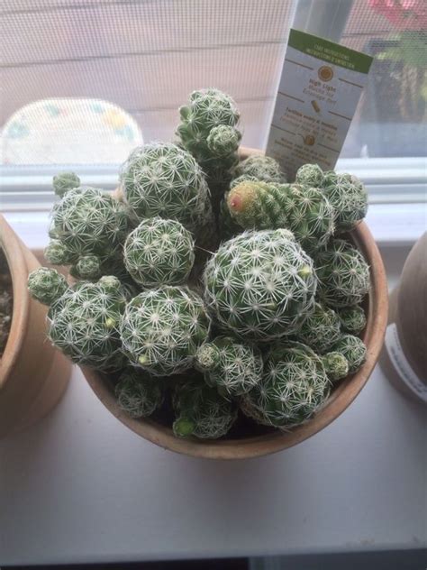 They come in a vast range of shapes and to care for a cacti and succulent, it is best to try to recreate their natural habitat. Free Plant Identification | Plants, Plant identification ...
