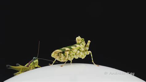 Kung Fu Mantis Hypnotizing Grasshopper Watch The Complete Flickr