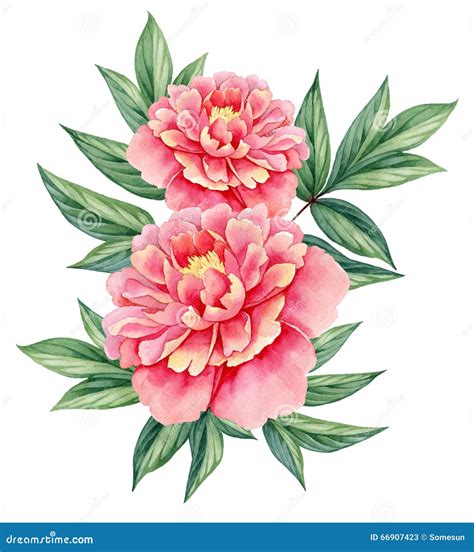Watercolor Flower Peony Pink Green Leaves Decorative Vintage