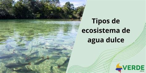 Tipos De Ecosistema De Agua Dulce Colombia Verde