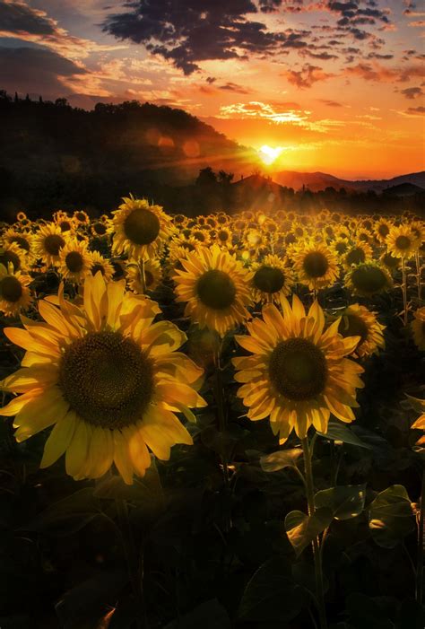 Sunset Among Sunflowers Sunflower Fields Sunflower Pictures