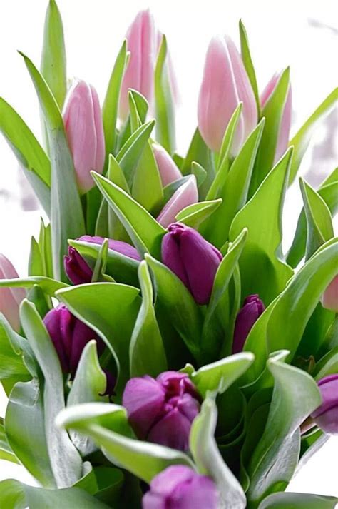 Tulips In Shades Of Purple Tulips Flowers Shades Of Purple
