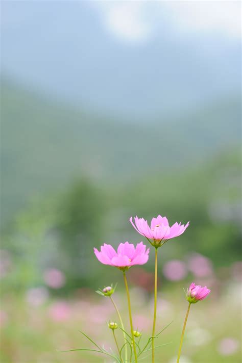 Selective Photograph Of Pink Cosmos Flower Hd Wallpaper Wallpaper Flare
