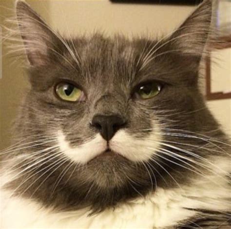 Moustache Cat Raww