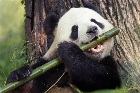 Giant Pandas Food