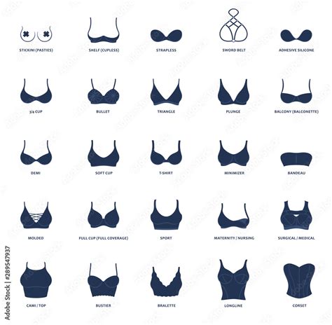 Types Of Bras The Complete Vector Collection Of Lingerie Stock Vector
