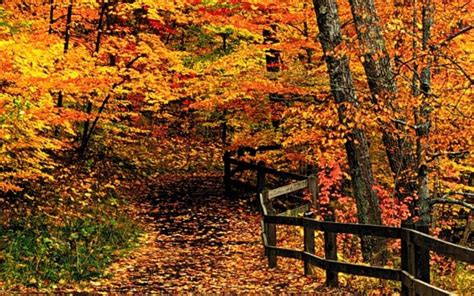 Free Download Screenheaven New England Autumn Colors Forests Paths