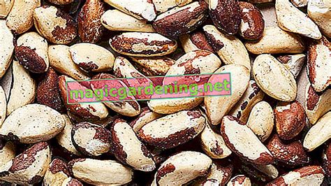 Brazil Nut Selenium Content And Other Valuable Nutrients