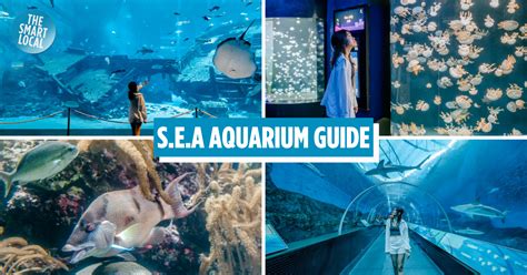 Sea Aquarium At Resorts World Sentosa Updated Guide