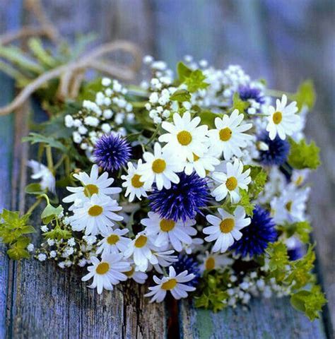 My Favorite Two Wildflowers ~ Bachelors Buttons Cornflowers