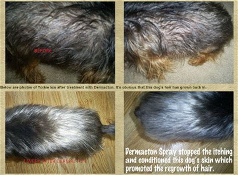 Sudden dog hair loss without any medical causes can be a symptom of stress. Itchy Yorkie Dog with Hair Loss