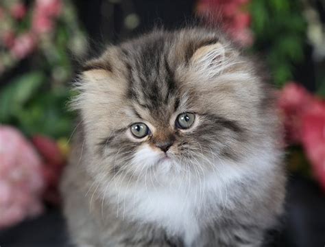 Teacup Persian Kitten Biological Science Picture Directory