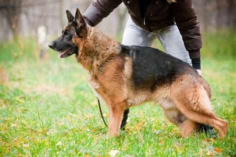 It was owned by several entities, from castiraga vidardo of emanuela. Немецкая овчарка (Deutscher Schaferhunde | German Shepherd ...