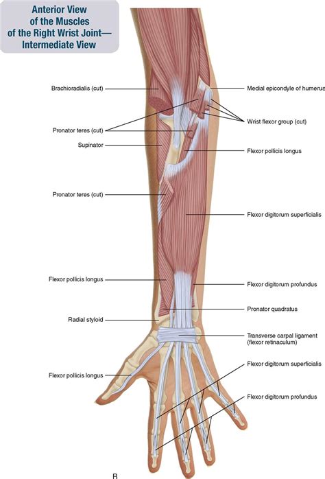 Anterior Arm Muscle Diagram Anterior Forearm Deep