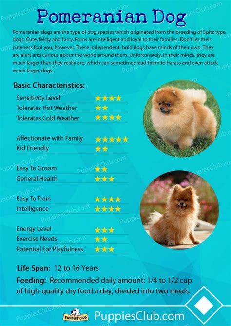 Pomeranian Dogs Breed Information Personality Pictures Videos