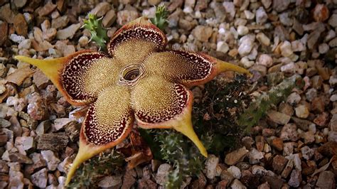 Top 10 Strangest Plants In The World Worlds Top Insider