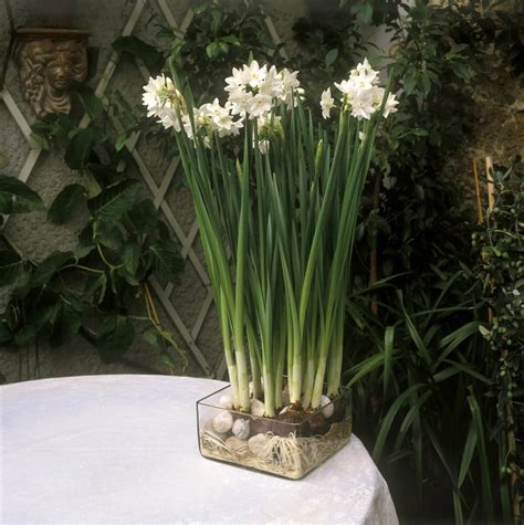 How To Grow And Care For Paperwhites Indoors And Make It Feel Like