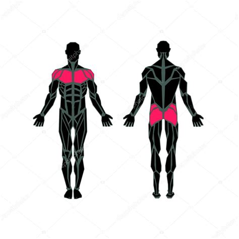 Anatomia Poligonal Do Sistema Muscular Masculino Exercício E Guia