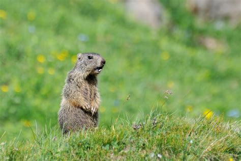 Does Groundhog Day Affect Winter Heating?