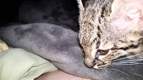 Geoffroys Cat Sucking On Blanket Youtube