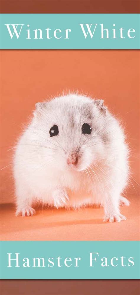 Winter White Hamster Facts Everything You Need To Know