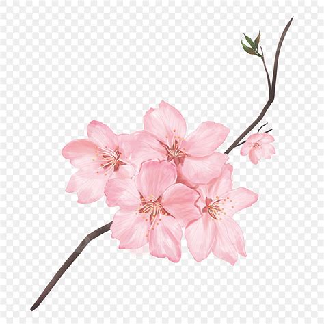 Fiore Rosa Dell Acquerello Sakura Acquerello Ciliegio Fiori Di