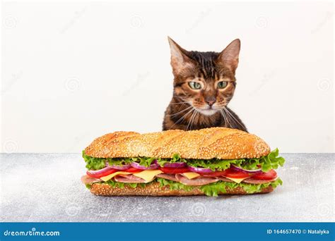 Cat Sandwich Stock Photos Download 323 Royalty Free Photos