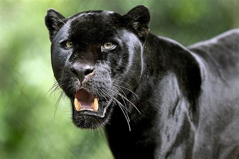Free Download Hd Wallpaper Cats Black Panther Big Cat Depth Of
