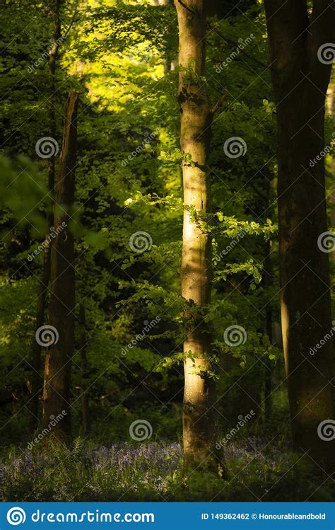 Beautiful Spring Landscape Image Of Forest Of Beech Trees With Dappled