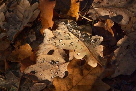 10 reasons to mulch leaves rather than raking