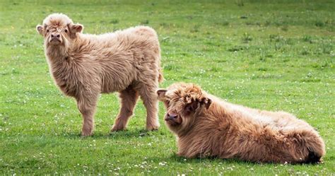 Miniature Cows Exist and Here Is the Adorable Proof