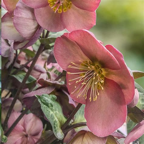 Plant or animal product type. Gardens Alive! 16-oz Pot Penny's Pink Lenten Rose ...