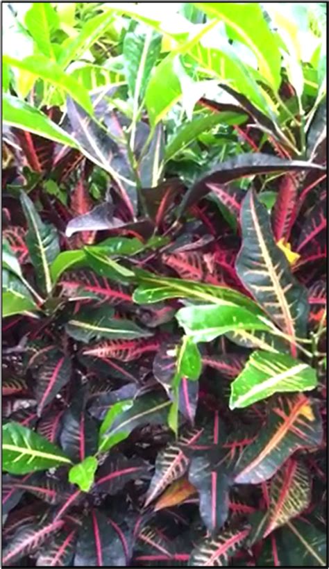 Houseplant Care For Croton Or Rushfoil Dengarden