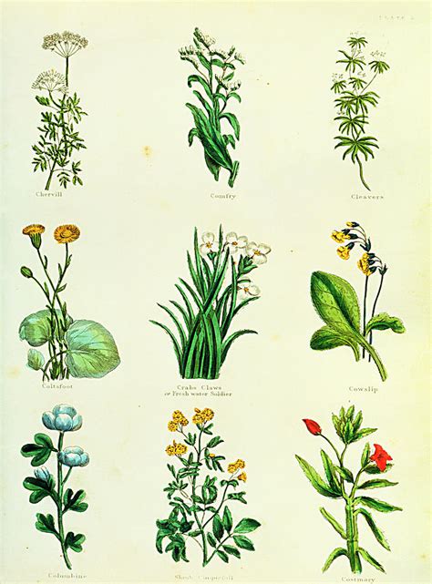 Medicinal Herbs Photograph By Sheila Terryscience Photo Library Pixels