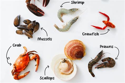 The 9 Most Well Liked Forms Of Shellfish Tasty Made Simple